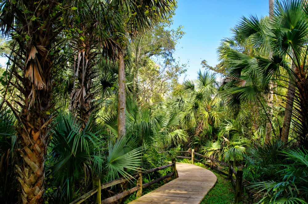 Boardwalk leading to Juniper Springs