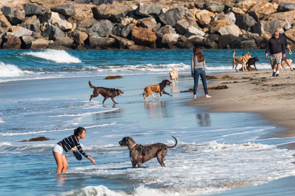 A bunch of dogs and their owners playing at the shore of dog beach.