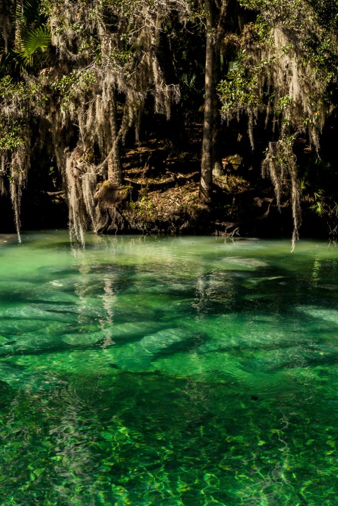 The calm waters of Blue Spring State Park