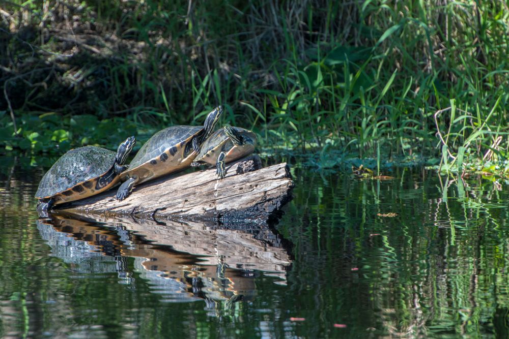 Turtles on Blue Spring State Park's water