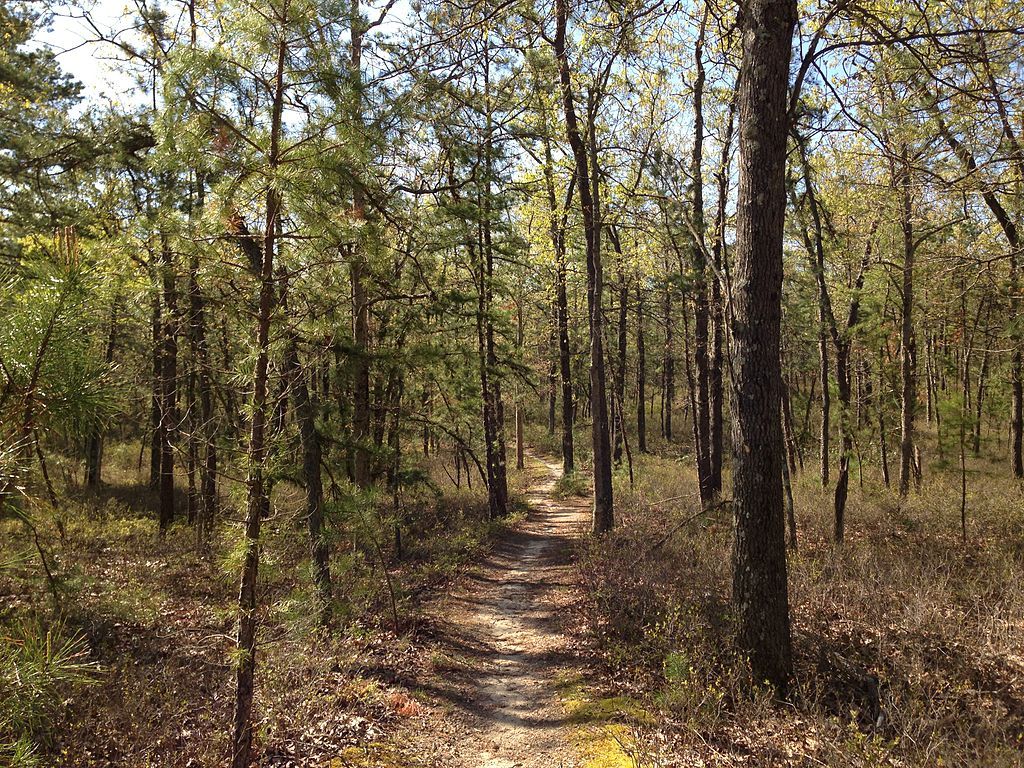 Forest trail at Brendan T. Byrne State Forest