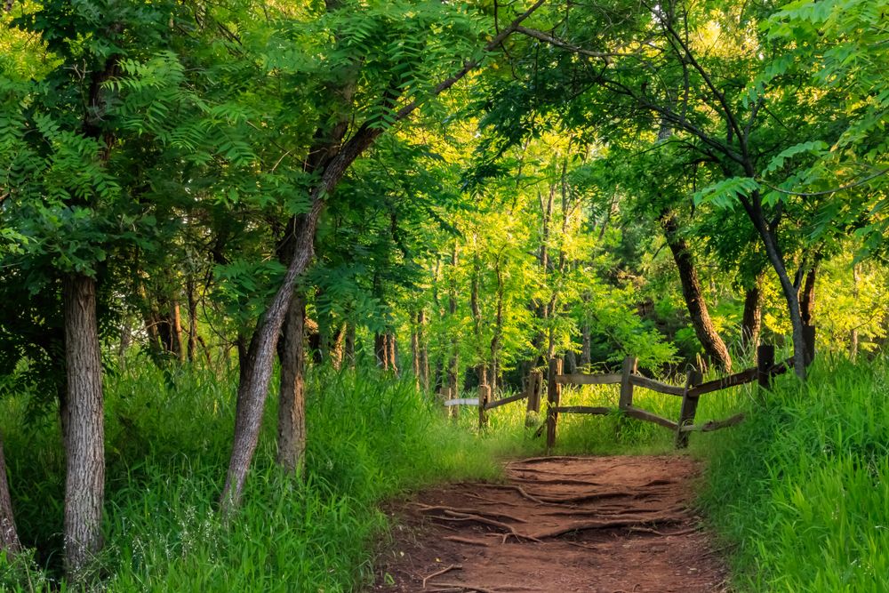 Trail at Martin Nature Park