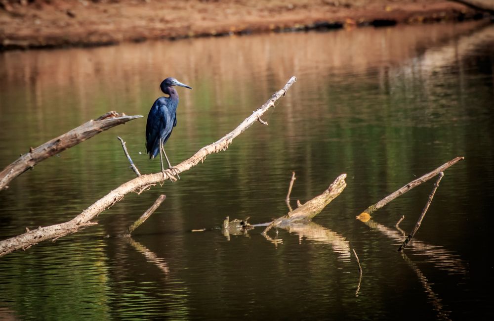 A heron at Martin Park Nature Center