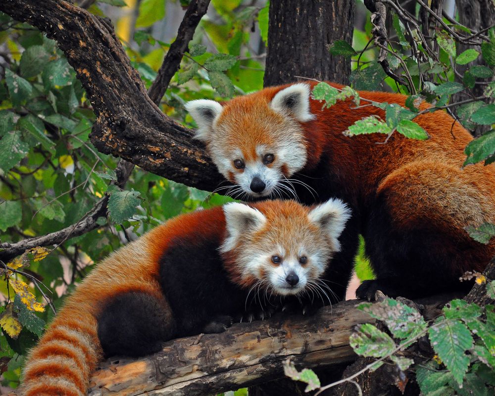 Red pandas on a tree at Oklahoma City Zoo
