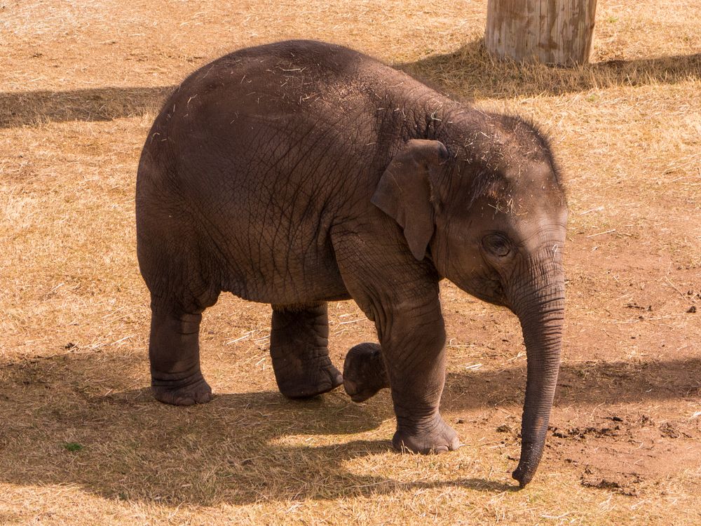 A baby elephant at Oklahoma City Zoo