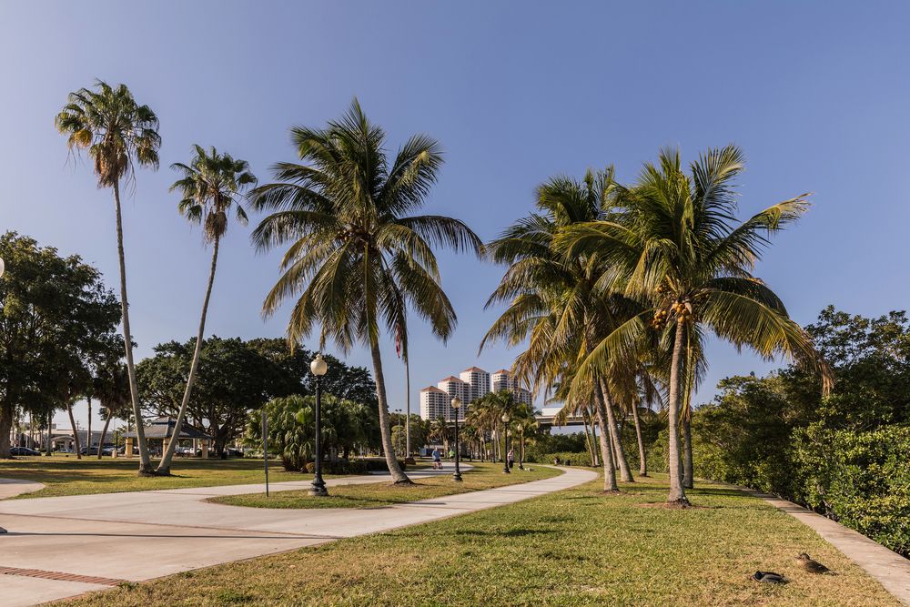 Palm trees at Centennial Park.
