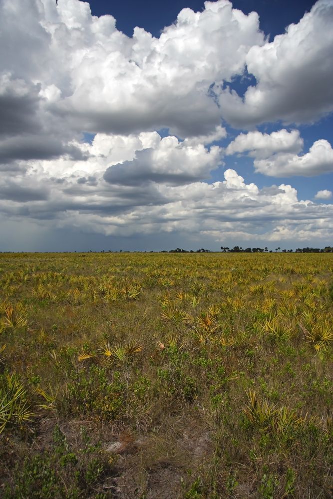 Landscape at Kissimmee Prairie Preserve State Park.