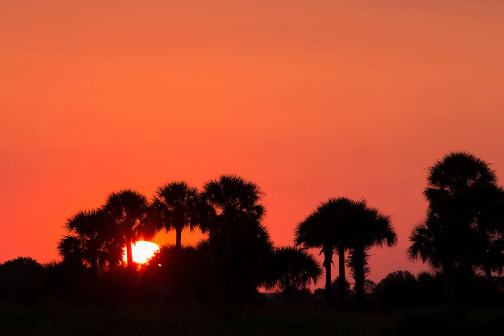 Sunset at Kissimmee Prairie Preserve State Park.