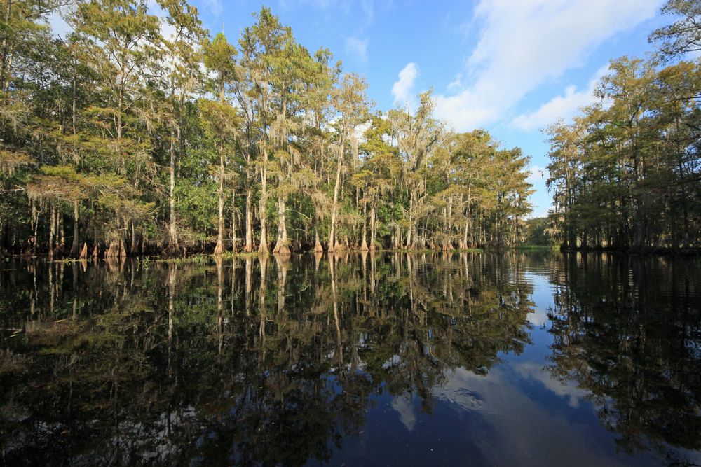 Trees reflecting on Lake Okeechobee.