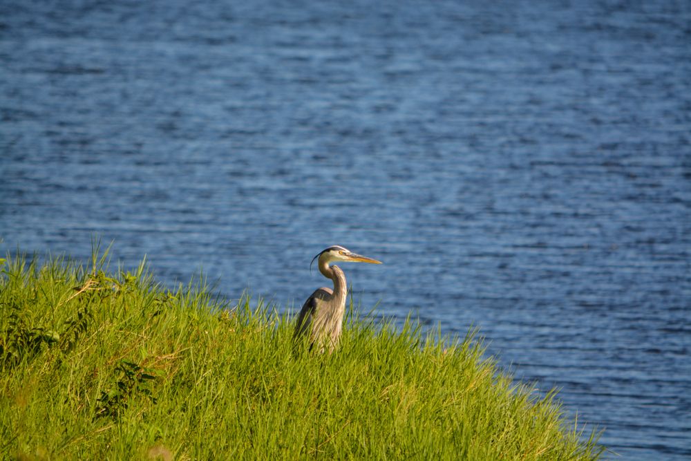 A bird near the waters of Lake Okeechobee.