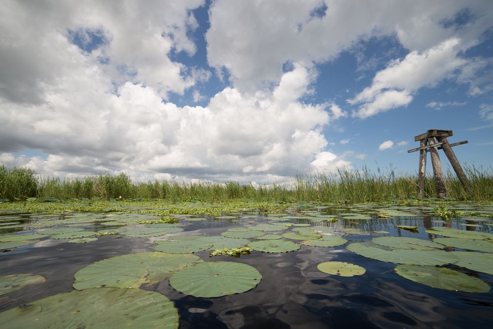 Lily pads on Lake Okeechobee.