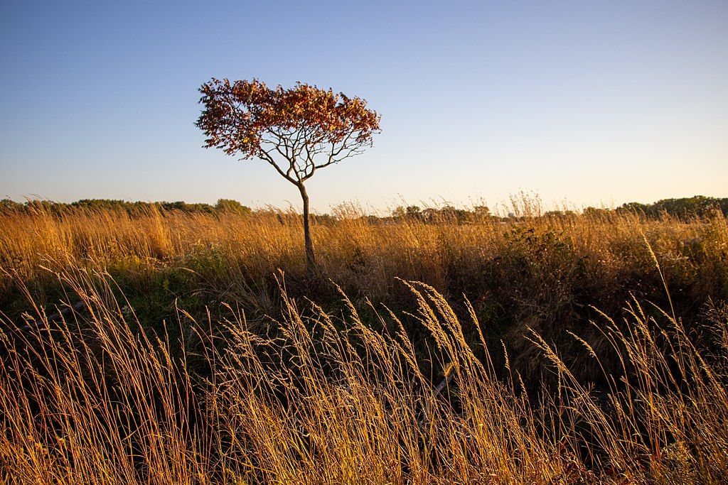 Lone tree at Gensburg-Markham Prairie