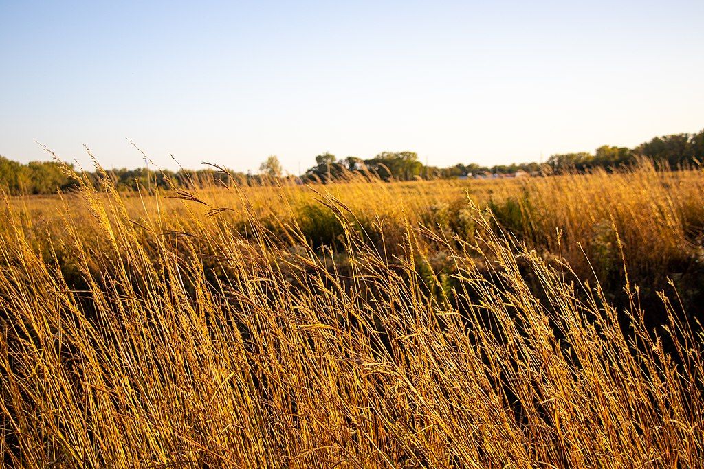 Nature scene at Gensburg-Markham Prairie