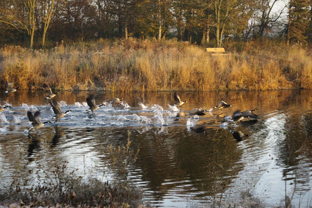 Geese at Lake Katherine Nature Center and Botanic Garden