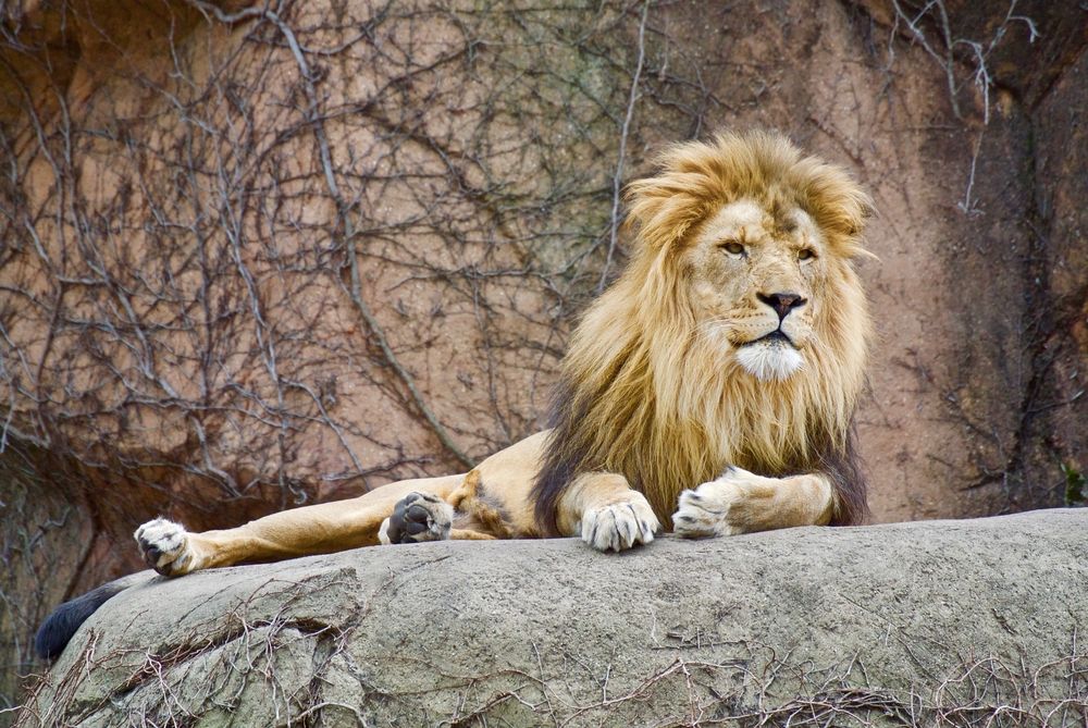 A lion at Lincoln Park Zoo