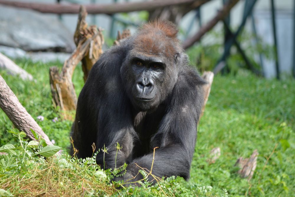 A gorilla at Lincoln Park Zoo