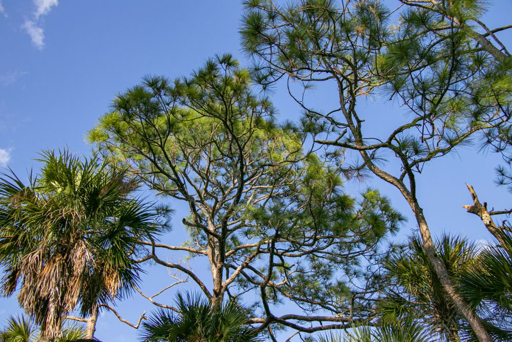 Trees at Tomoka State Park