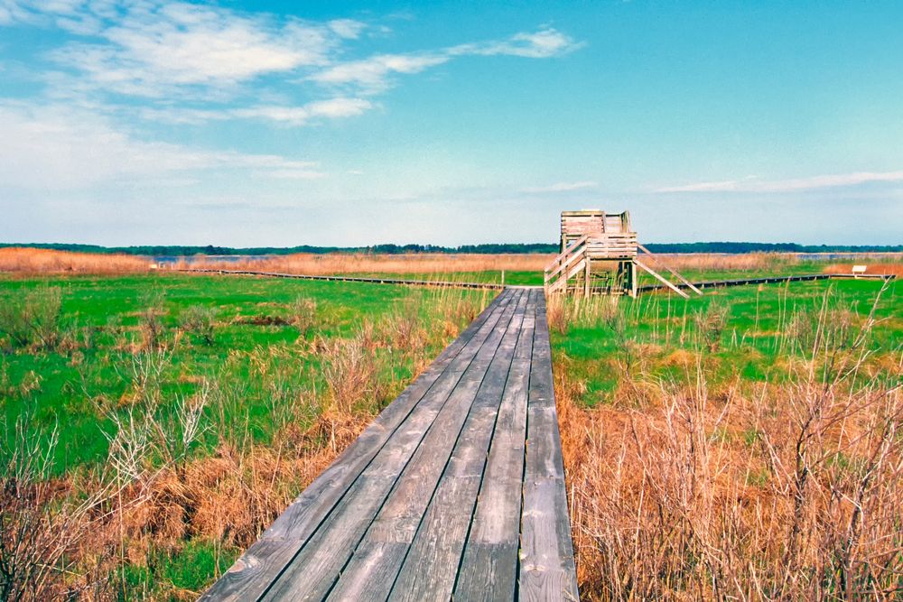 Boardwalk at Chesapeake Bay Environmental Center