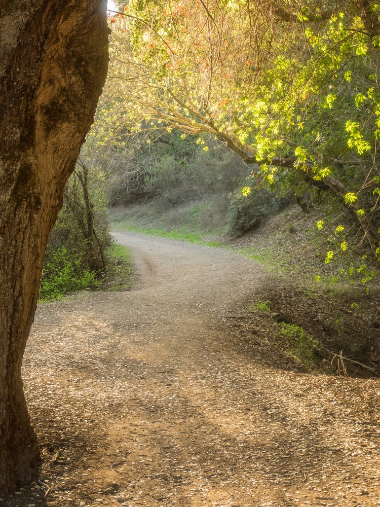 Trail at Rancho San Antonio County Park & Open Space Preserve