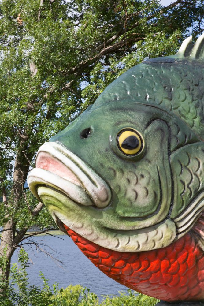 View of Sunny the Sunfish face