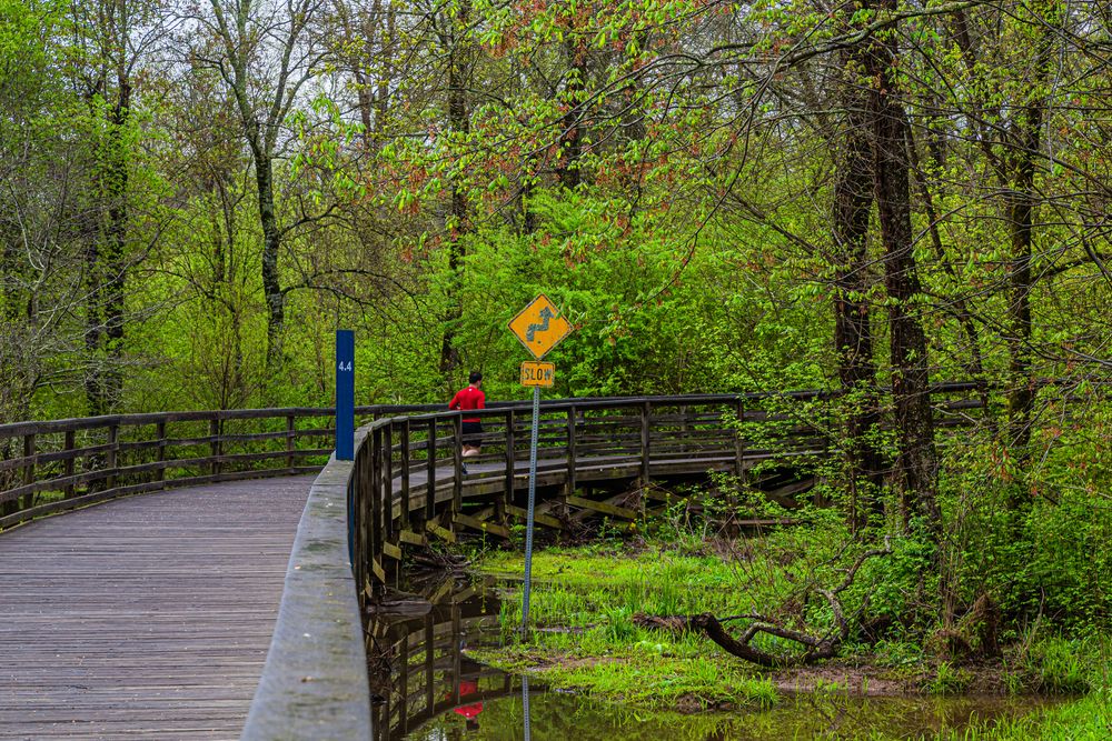Trees in Big Creek Greenway