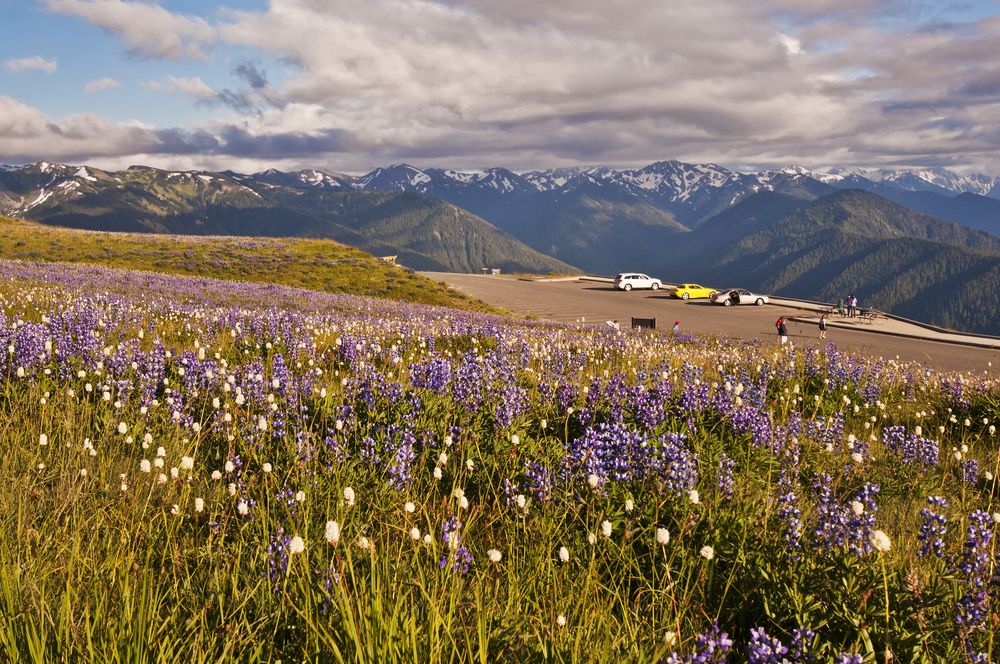 Beautiful wildflowers along Hurricane Ridge