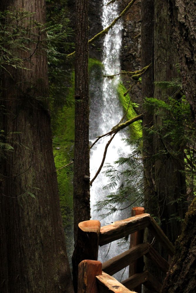 View of the Marymere Falls from the forest
