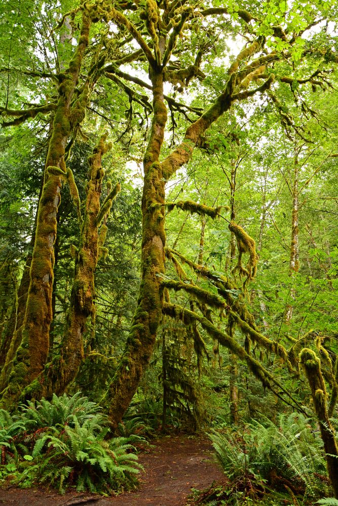 Nature trail of Marymere Falls