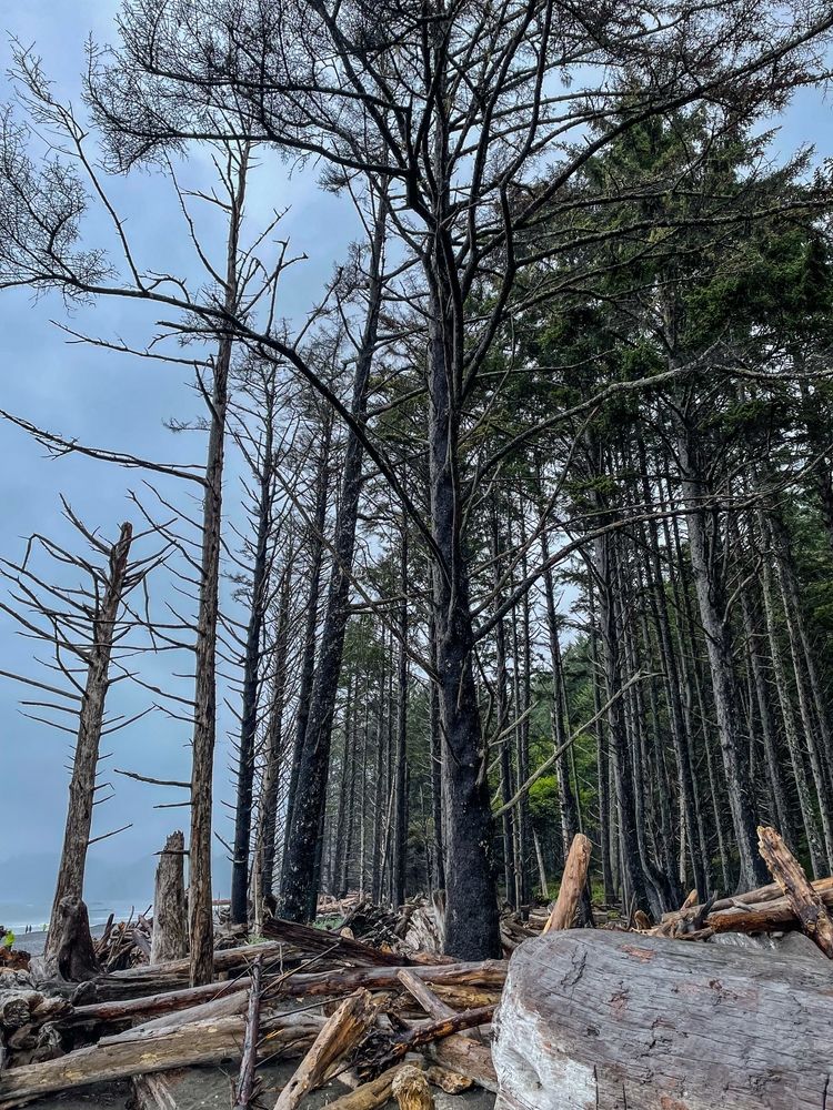 Tall trees at Rialto Beach