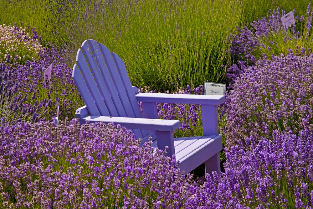 A wooden chair surrounded with lavenders at Sequim