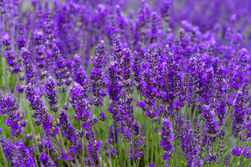 Close view Sequim's lavender