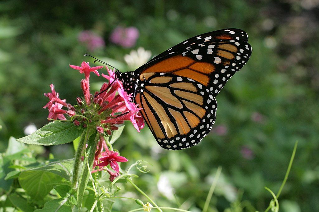 A butterfly at Secret Woods Nature Center