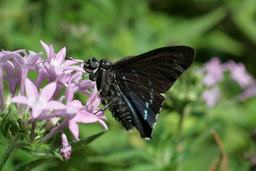 Butterfly on a flower at Secret Woods Nature Center