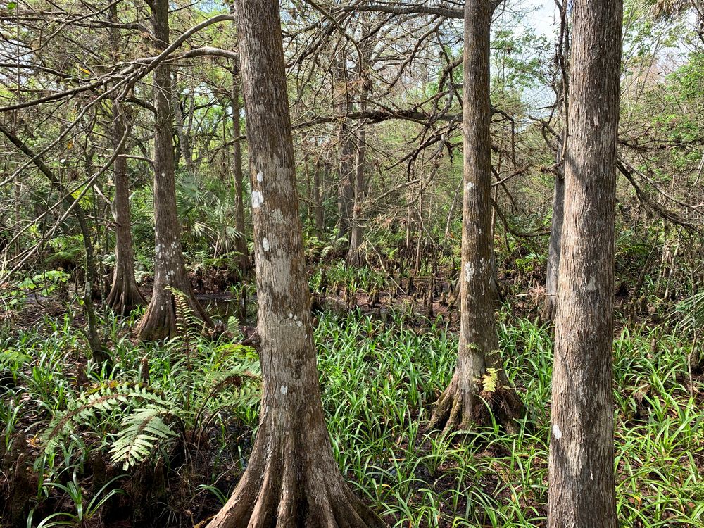 Cypress trees at Fern Forest Nature Center