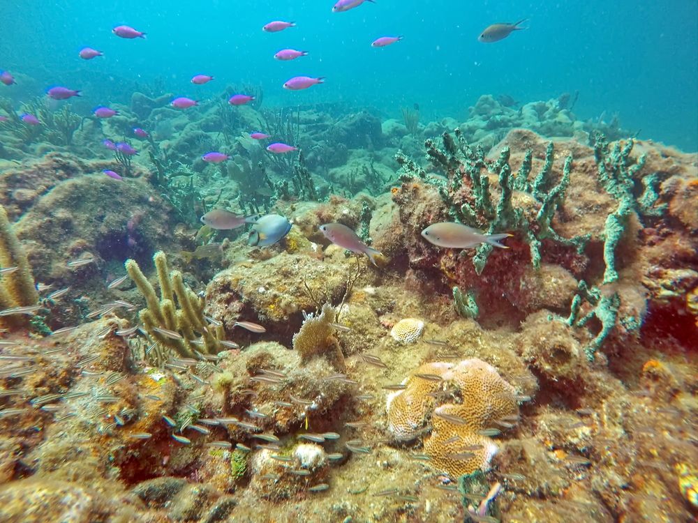 Fish and corals underwater in pompano beach