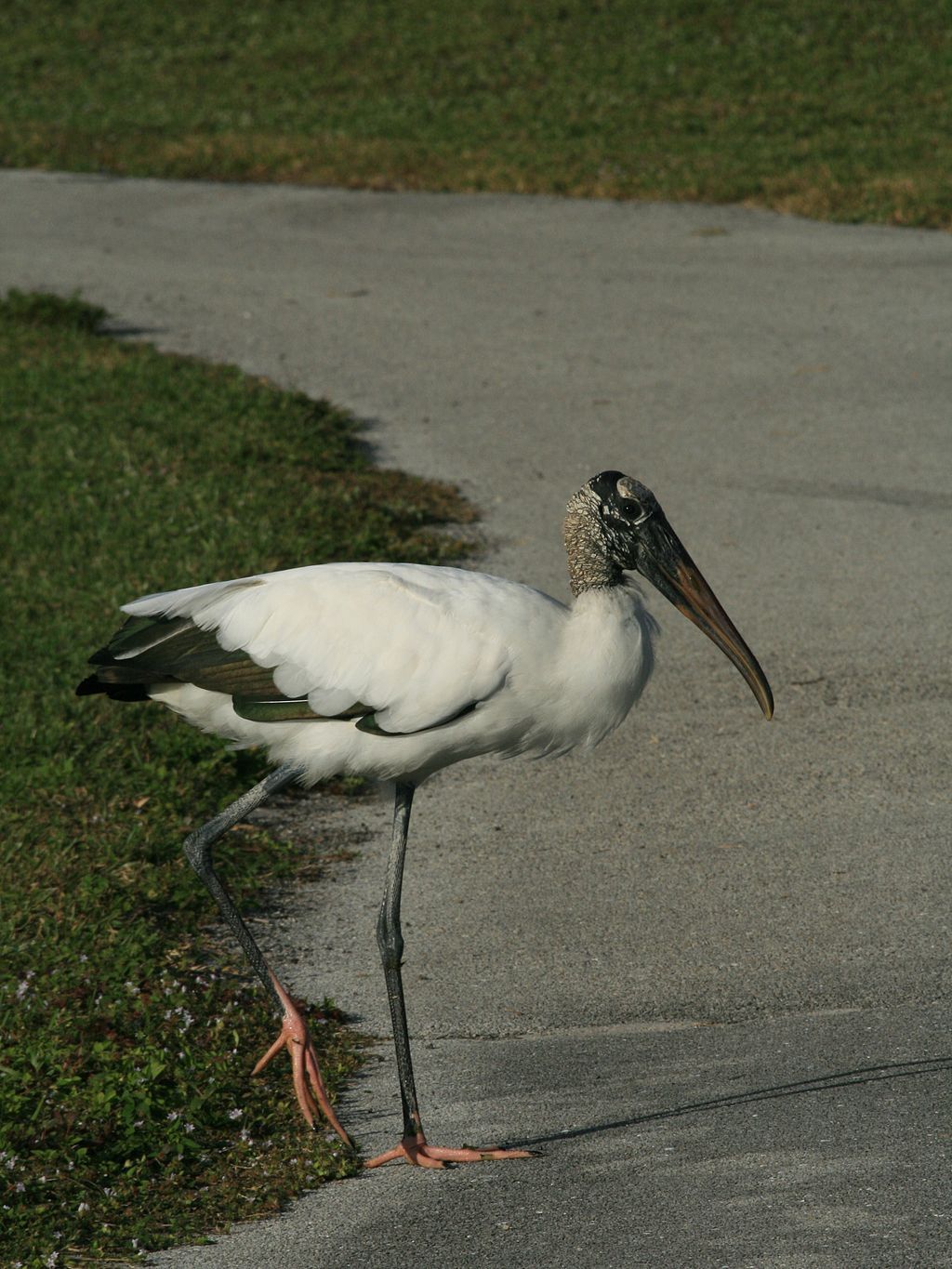 A stork at Tradewinds Park and Stables