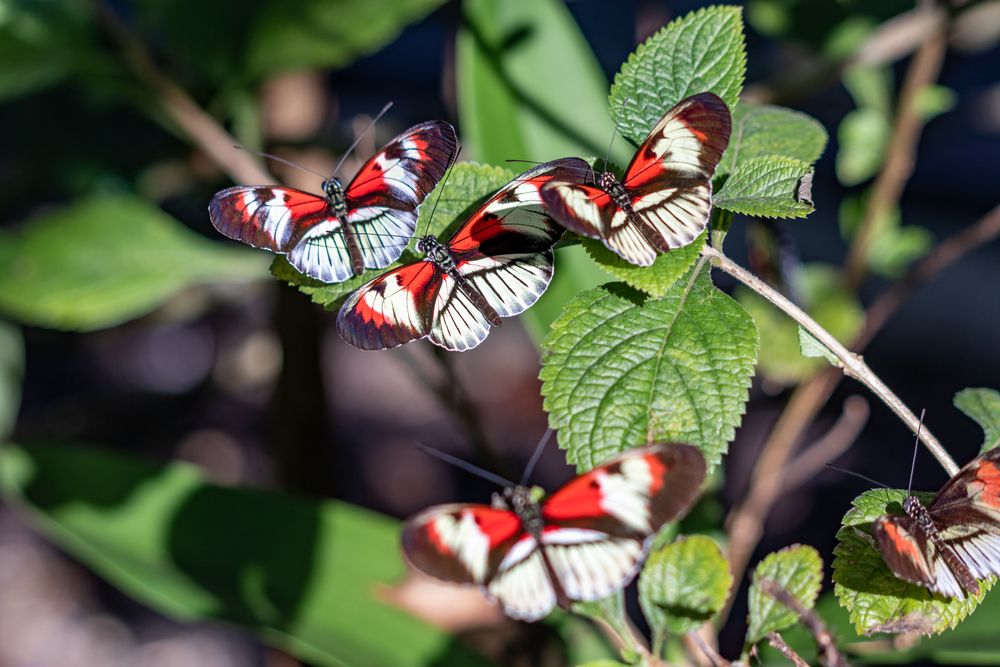 Piano key butterflies in Butterfly World