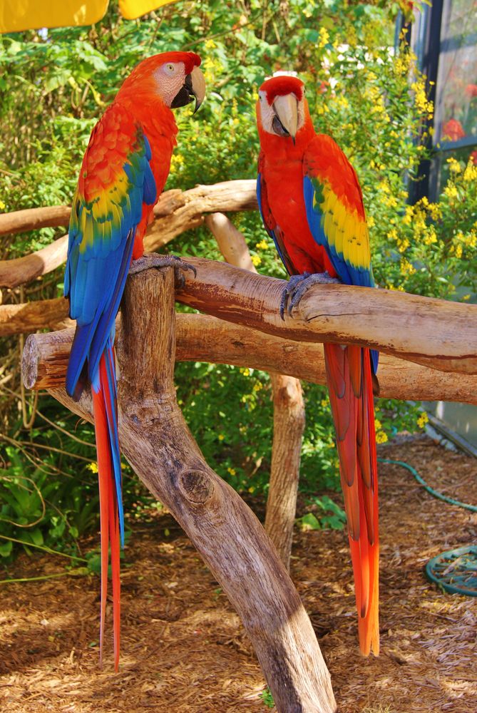 Parrots in Butterfly World