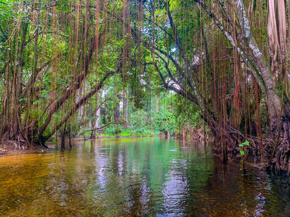 Scenic view of Loxahatchee River