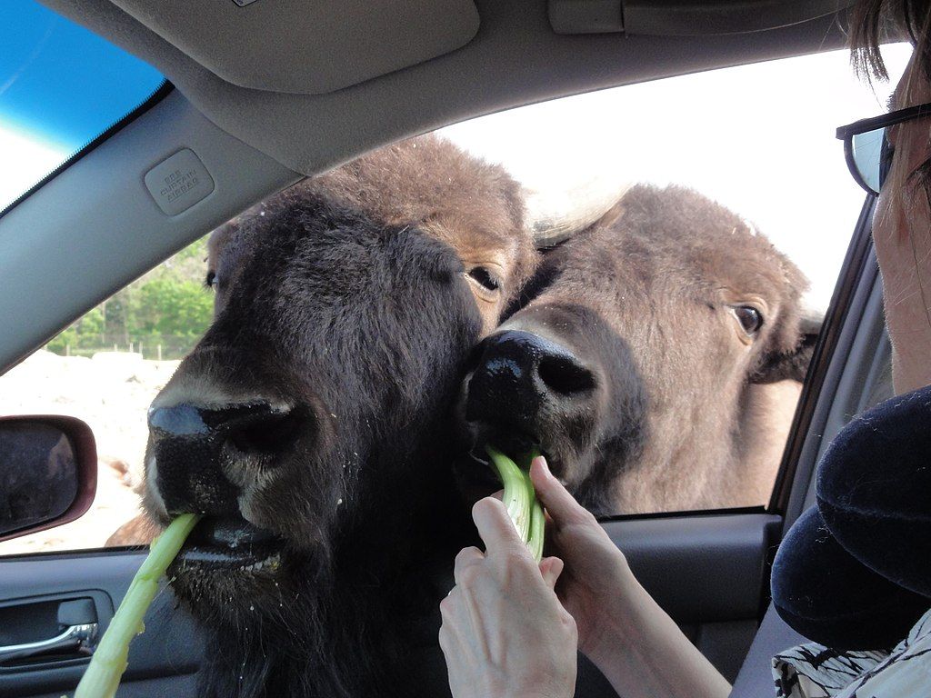 Feeding the animals of African Safari Wildlife Park from a car