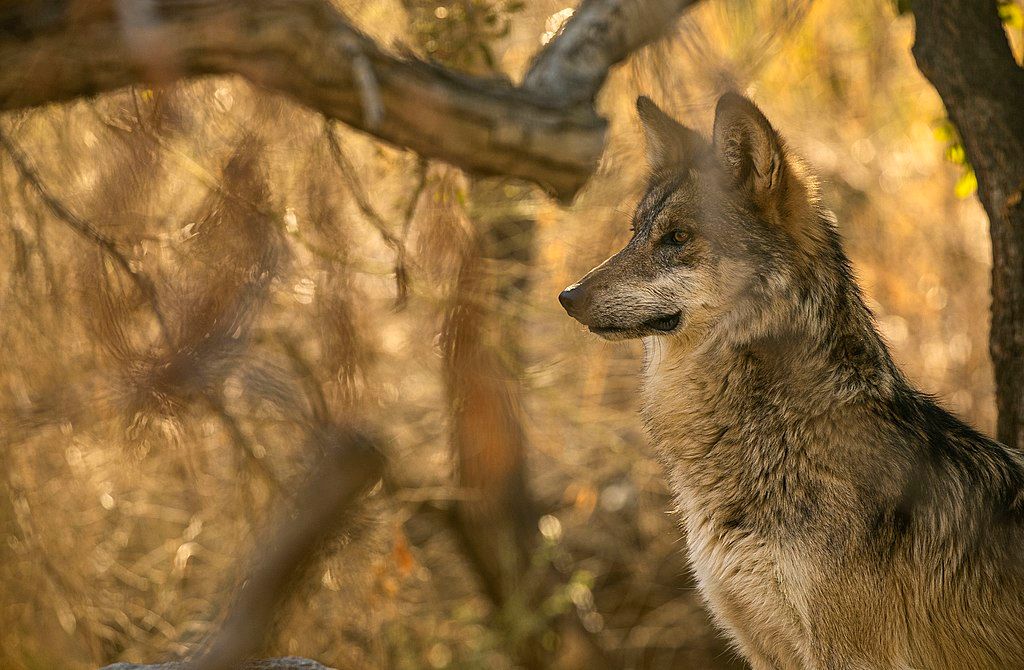 A wolf at Living Desert Zoo and Gardens