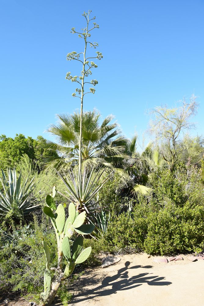 Flora at Moorten Botanical Garden