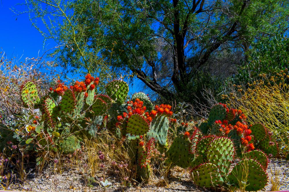 Flora at Santa Rosa & San Jacinto Mountains National Monument