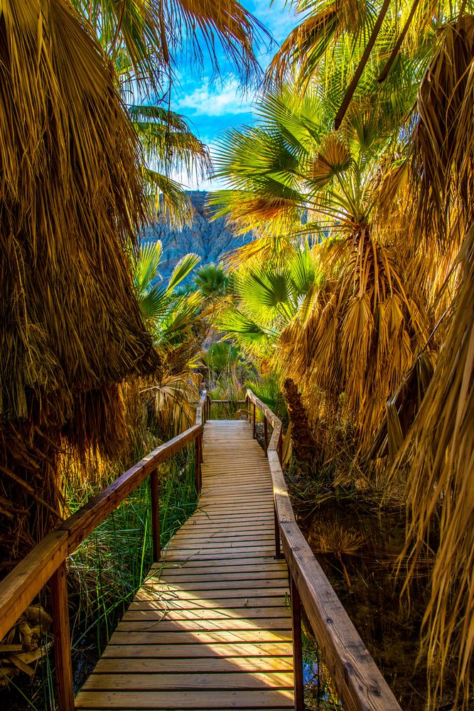 A boardwalk at Thousand Palms Oasis Preserve