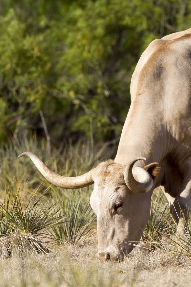 A grazing Texas Longhorn