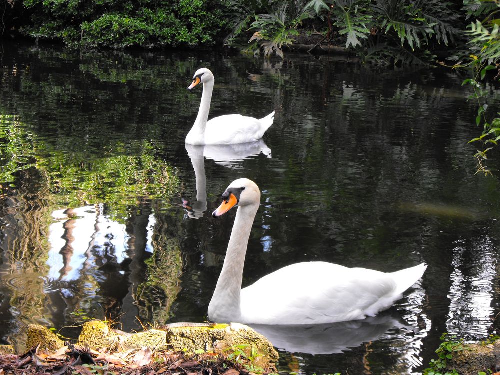 2 swans at the pond of Bok Tower Gardens, Lake Wales
