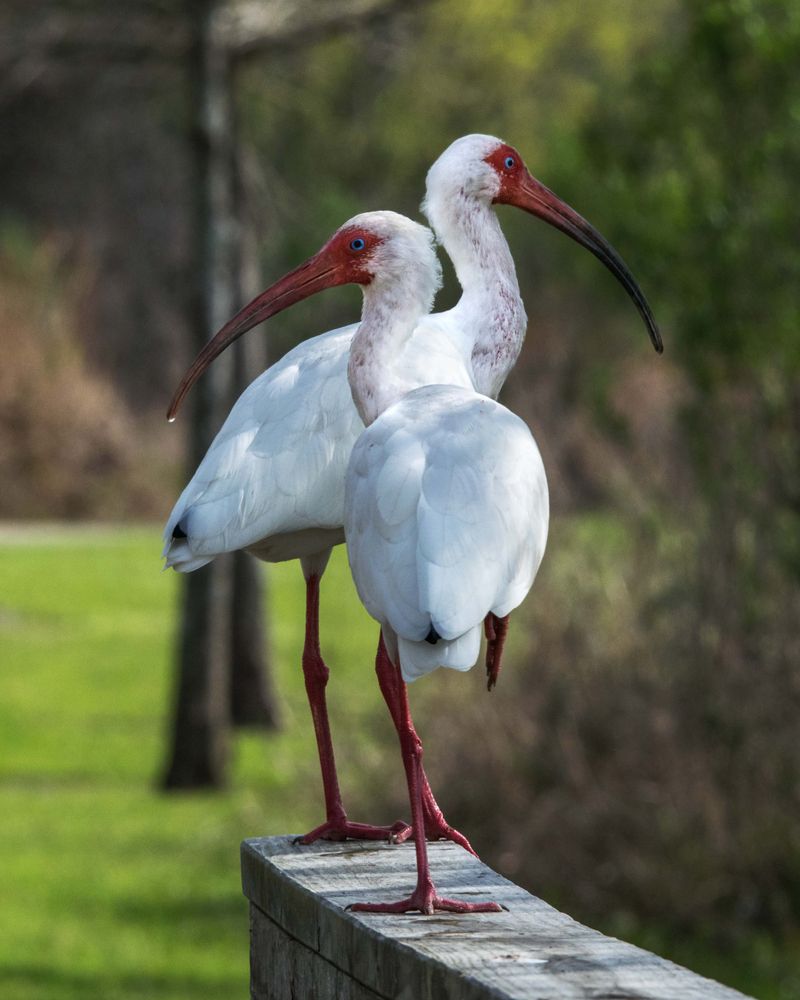 Two white ibis birds standing on a wooden fence.