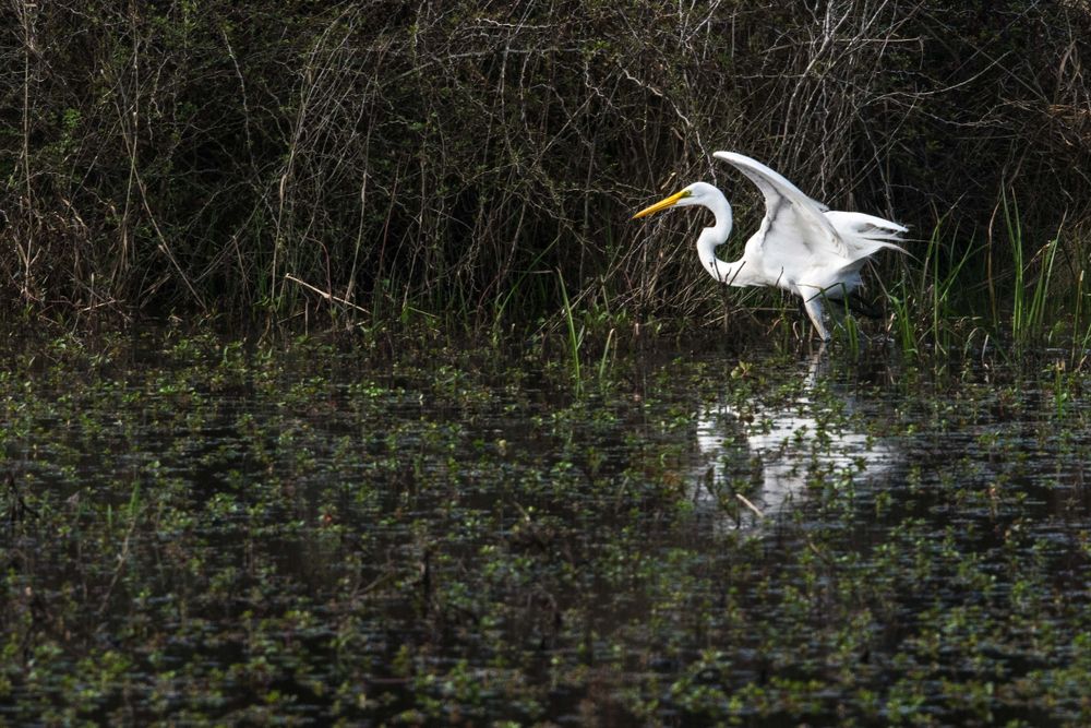 A white bird walking along a swamp.