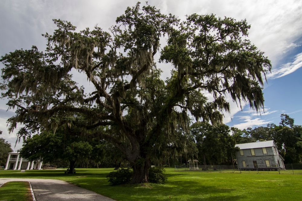 The grounds of Gamble Plantation Historic State Park