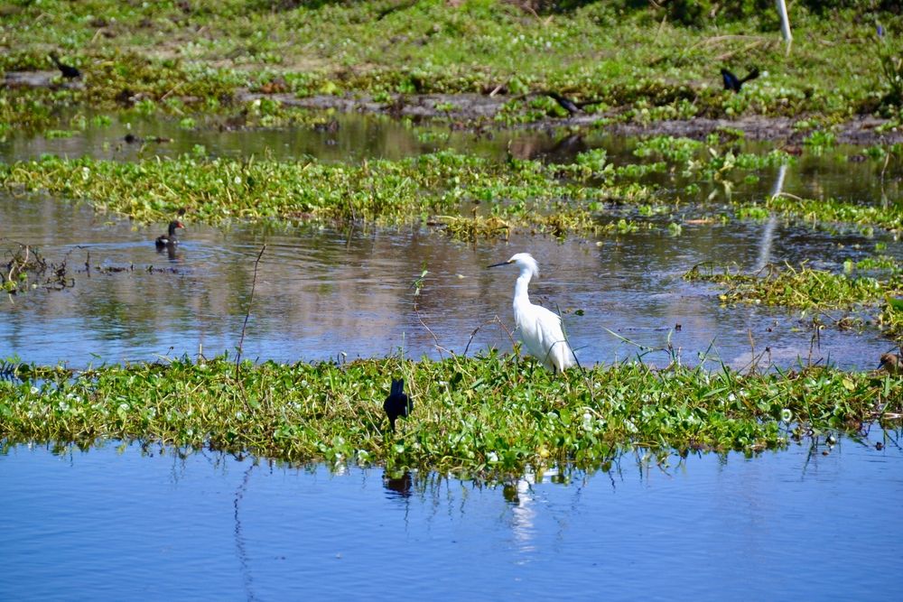A bird at Lake Tohopekaliga